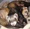 Adult male sable colour ferrets