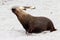 A adult male sea lion with yellowish mane in Seal Bay ,South Australia