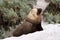 A adult male sea lion with yellowish mane in South Australia