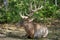 Adult male Siberian maral Cervus elaphus