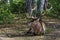 Adult male Siberian maral Cervus elaphus