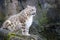 Adult male snow leopard on rocky ledge