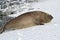 adult male southern elephant seal which lies in the snow Antarctic Islands