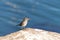 Adult male sparrow perched on a rock, water blurred in background