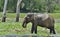 The adult Male of Sri Lankan elephant Elephas maximus maximus feeding