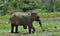 The adult Male of Sri Lankan elephant Elephas maximus maximus feeding