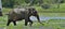 The adult Male of Sri Lankan elephant Elephas maximus maximus feeding