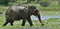 The adult Male of Sri Lankan elephant Elephas maximus maximus feeding