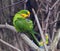 An Adult male of Superb Parrot.