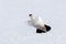 Adult male Svalbard rock ptarmigan in flight