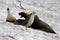 A adult male and two female Australian Sea Lion on the white beach ,South Australia