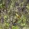 Adult male Western yellow wagtail or blue-headed wagtail Motacilla flava subspecies flava