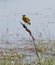 Adult male Western yellow wagtail or blue-headed wagtail Motacilla flava var. dombrovskii