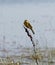 Adult male Western yellow wagtail or blue-headed wagtail Motacilla flava var. dombrovskii