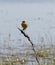 Adult male Western yellow wagtail or blue-headed wagtail Motacilla flava var. dombrovskii