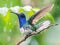 Adult Male White Necked Jacobin Hummingbird