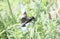 An Adult Male Widow Skimmer Libellula luctuosa Dragonfly Perched on Green Vegetation Eating a Damselfly