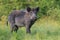 Adult male wild boar, sus scrofa, in spring fresh grassland with flowers.