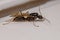 Adult Male Winged Carpenter Ant