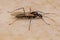 Adult Male Winged Carpenter Ant