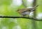 Adult male wood warbler perched with lifted tail on small branch in green woods