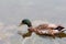 Adult mallard duck swimming. Anas platyrhynchos.