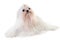 Adult maltese dog