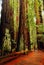 An adult man is dwarfed by the giant redwoods