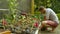 Adult Man Gardener Taking Care Of His Plants