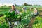 Adult man harvesting chard in field