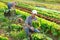 Adult man harvesting chard in field