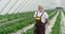 Adult man observing grow up strawberries in greenhouse.