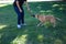 Adult man playing with his dog in the park and having fun. The dog is attentive to the toy he is going to throw. One more in the