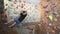 Adult man rock climber is climbing at inside climbing gym. Man exercising at indoor climbing gym wall