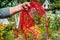 An adult man`s hand holds a tangled bundle of red wires against a background of blooming flowers in the courtyard of a rural hous