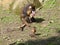 Adult mandrill male with a small mandrill baby