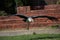 Adult Marabou flying in captivity