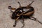 Adult Masked Chafer