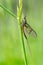 Adult mayfly, ephemera danica, resting on a blade of grass