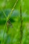 Adult mayfly, ephemera danica, resting on a blade of grass