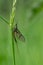 Adult mayfly, ephemera danica, resting on a blade of grass
