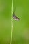 Adult mayfly, ephemera danica, resting on a blade of grass