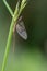 Adult mayfly, ephemera danica, resting on a blade of grass