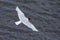 An adult Mediterranean gull Ichthyaetus melanocephalus in flight over water in the port of Bremen Germany.