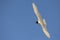 An adult Mediterranean gull Ichthyaetus melanocephalus in flight in the sky in the port of Bremen Germany.