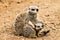 Adult Meerkat and Cubs