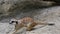 Adult meerkat digging sand