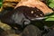 An Adult Mexican Axolotl in an aquarium.