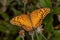Adult Mexican Fritillary Butterfly