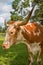 Adult miniature Texas longhorn cow